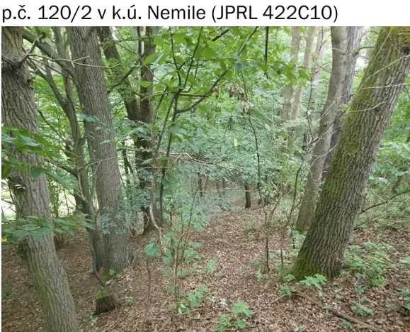 Prodej lesa, Nemile, 323 m2