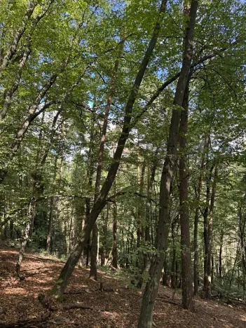 Prodej lesa, Vlkančice, 10739 m2