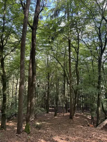Prodej lesa, Vlkančice, 10739 m2