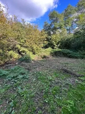 Prodej lesa, Březolupy, 910 m2