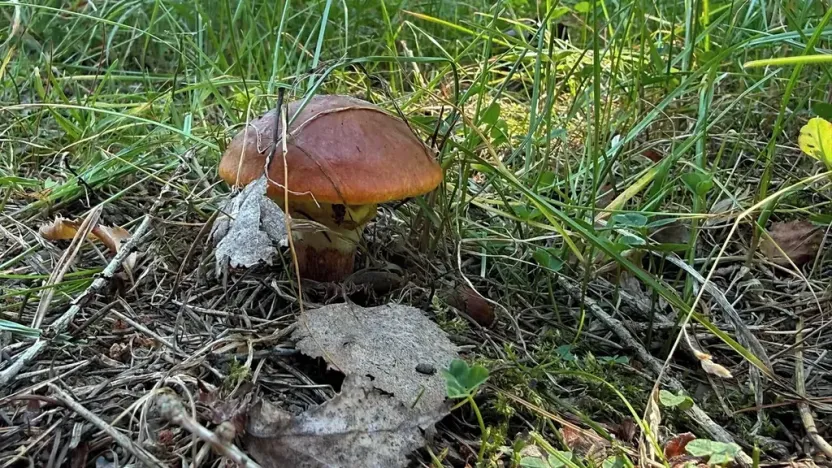 Prodej chaty, Borová, 53 m2