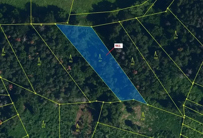 Dražba lesa, Mladoňovice, 961 m2