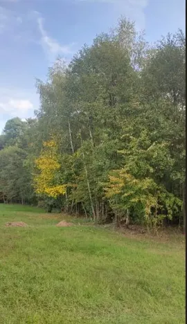 Prodej lesa, Horní Bludovice, 1625 m2