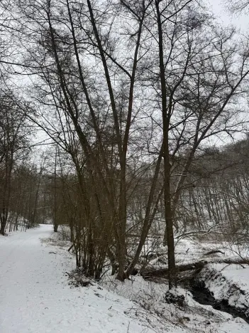 Prodej rybníku, Chotiměř, 6437 m2