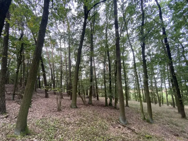 Prodej lesa, Ostřetín - Vysoká u Holic, 11957 m2