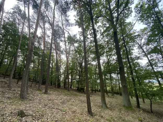 Prodej lesa, Ostřetín - Vysoká u Holic, 11957 m2