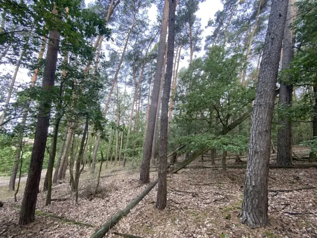 Prodej lesa, Ostřetín - Vysoká u Holic, 11957 m2