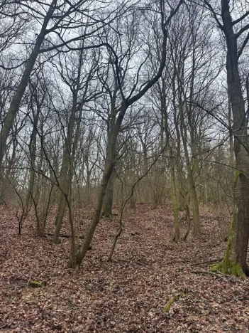 Prodej lesa, Ústí nad Labem, 9837 m2