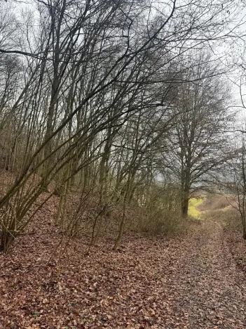 Prodej lesa, Ústí nad Labem, 9837 m2