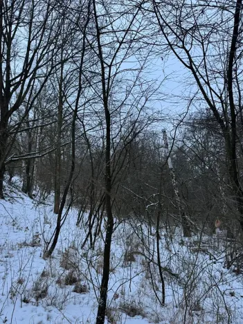 Prodej lesa, Kralupy nad Vltavou, 3462 m2