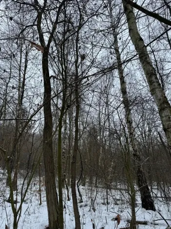 Prodej lesa, Kralupy nad Vltavou, 3462 m2